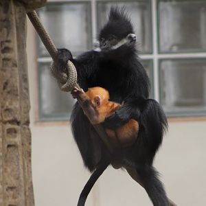 Francois’ Langur with Infant (Trachypithecus francoisi)