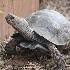 Black Mountain Tortoise (M. e. pharyei)
