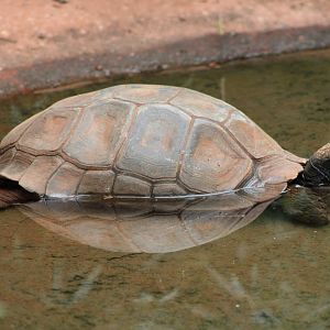 Brown Mountain Tortoise (M. e. emys)