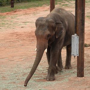 Asian Elephant (Elephas maximus)