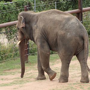 Asian Elephant (Elephas maximus)