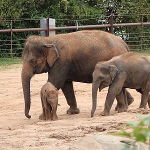 Asian Elephants (Elephas maximus)