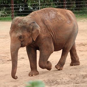 Asian Elephant (Elephas maximus)