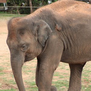 Asian Elephant (Elephas maximus)