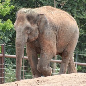 Asian Elephant (Elephas maximus)