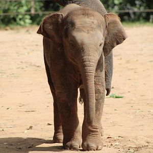 Asian Elephant Calf (Elephas maximus)