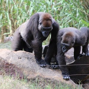 Western Lowland Gorillas (G. g. gorilla)