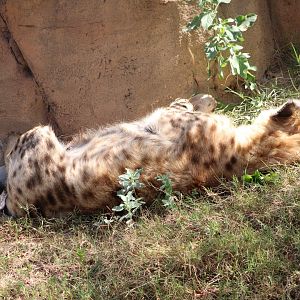 Spotted Hyena (Crocuta crocuta)