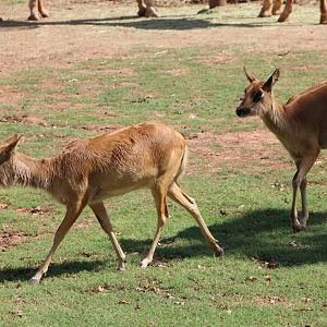 Nile Lechwe (Kobus megaceros)