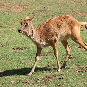 Nile Lechwe (Kobus megaceros)
