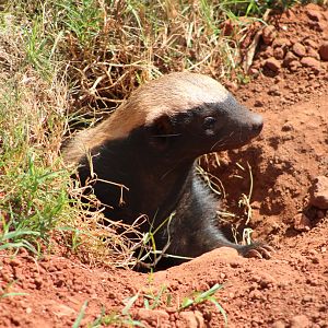 Honey Badger (Mellivora capensis)