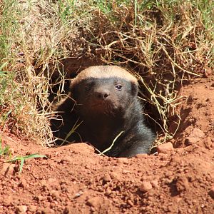 Honey Badger (Mellivora capensis)
