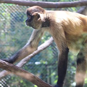 Geoffroy’s Spider Monkey (Ateles geoffroyi)