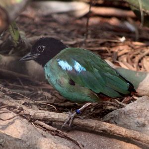 Hooded Pitta (Pitta sordida)