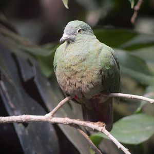 Black-Naped Fruit Dove (Ptilinopus melanospilus)
