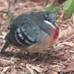 Luzon Bleeding-Heart (Gallicolumba luzonica)