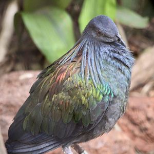 Nicobar Pigeon (Caloenas nicobarica ssp.)