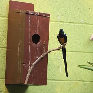 Golden-Breasted Starling (L. regius)