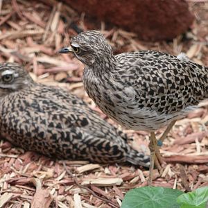 Cape Thick-Knees (Burhinus capensis)