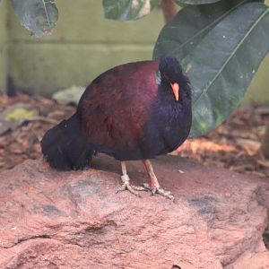 Green-Naped Pheasant Pigeon (O. n. nobilis)