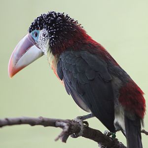 Curl-Crested Aracari (P. beauharnaisii)