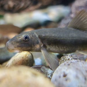 Santa Ana Sucker (Pantosteus santaanae)