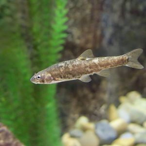 Speckled Dace (Rhinichthys osculus)