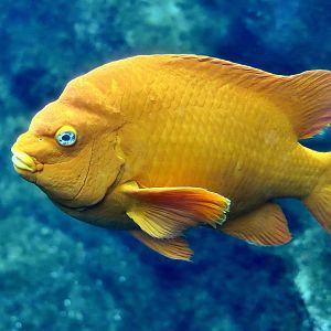 Garibaldi Damselfish (Hypsypops rubicundus)