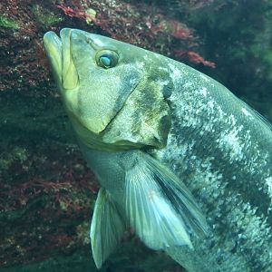 Kelp Bass (Paralabrax clathratus)