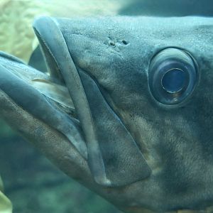 Bocaccio Rockfish (Sebastes paucispinis)