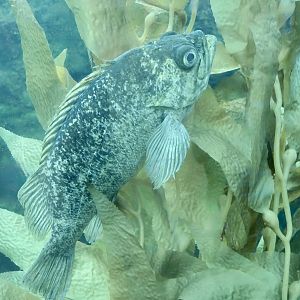 Kelp Rockfish (Sebastes atrovirens)