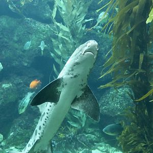 Leopard Shark (Triakis semifasciata)