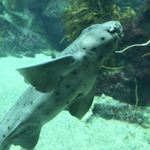 Horn Shark (Heterodontus francisci)