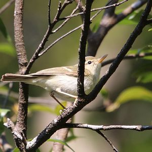 Two-barred Warbler (Phylloscopus plumbeitarsus)