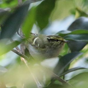 Pallas’s Leaf Warbler (Phylloscopus proregulus)