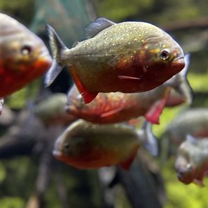 Toledo Zoo - Aquarium - Piranha exhibit