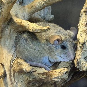 Cactus Mouse