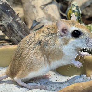 North African Gerbil