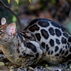 Cape Genet