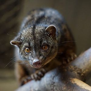 African Palm Civet