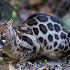 Cape Genet