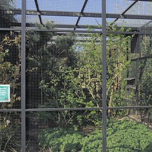 European turtle dove and Grey partridge aviary, 2025-04-12