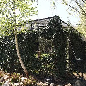 Bateleur eagle aviary, 2025-04-12