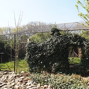 Bateleur eagle aviary, 2025-04-12