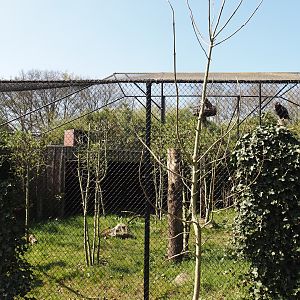 Bateleur eagle aviary, 2025-04-12