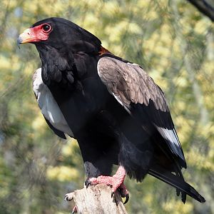 Bateleur eagle (Terathopius ecaudatus), 2025-04-12
