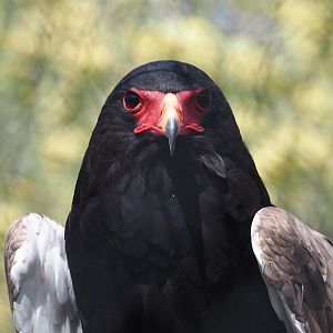 Bateleur eagle (Terathopius ecaudatus), 2025-04-12