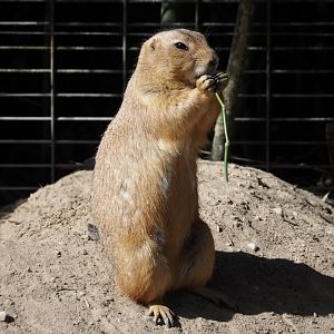 Black-tailed prairie dog (Cynomys ludovicianus), 2025-04-12