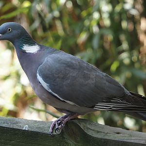 Wild Common wood pigeon (Columba palumbus), 2025-04-12