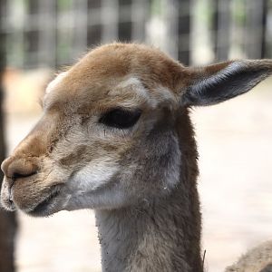 Vicuña (Vicugna vicugna), 2025-04-12